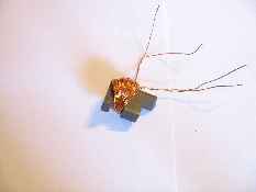 378_JOULETHIEF_k_3_1.jpg